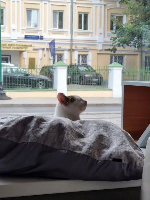 Кошка Тортик из котокафе — фото 3
