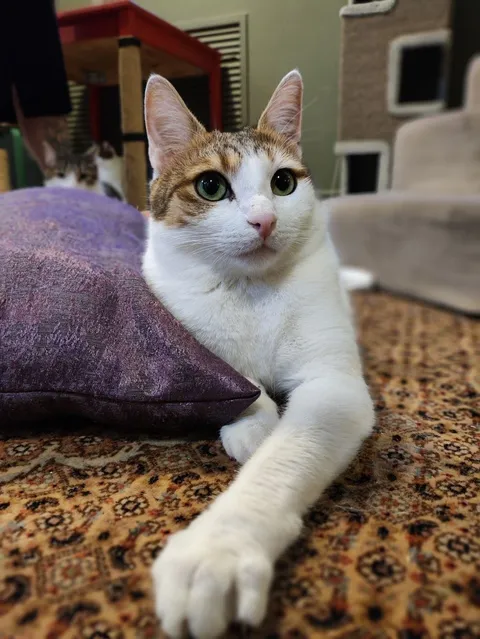 Кот Васяш из котокафе — фото 4
