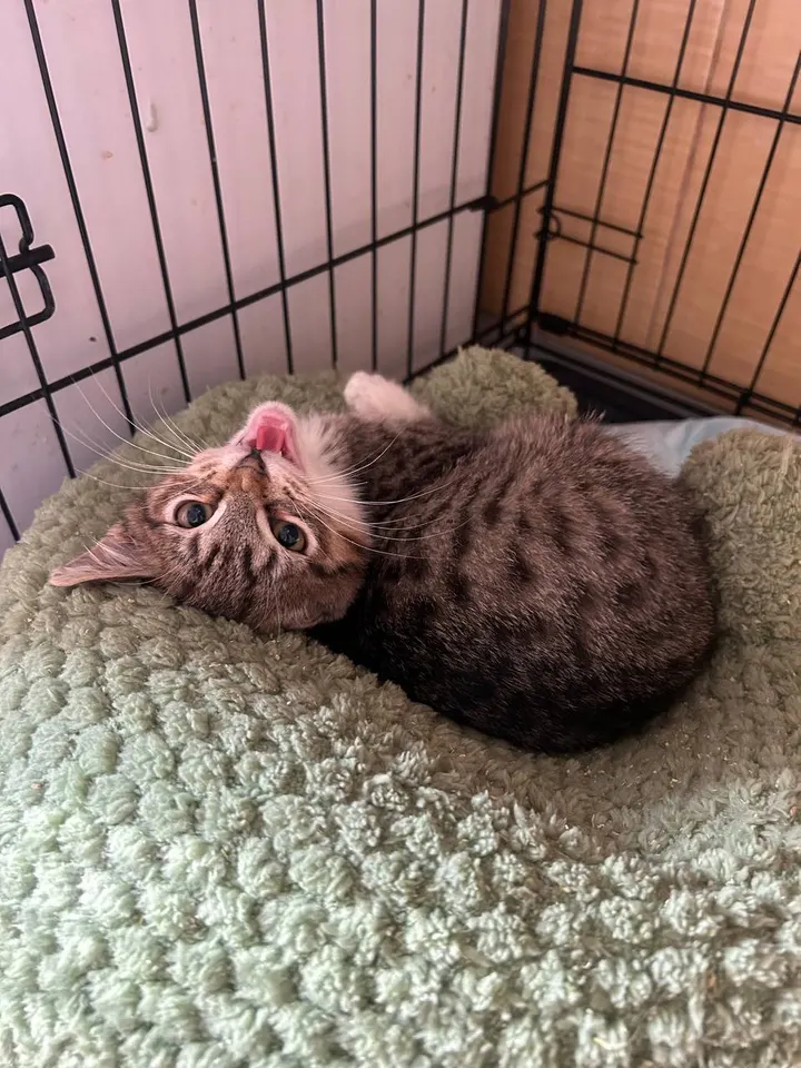 Кот Марс из котокафе — ищет дом