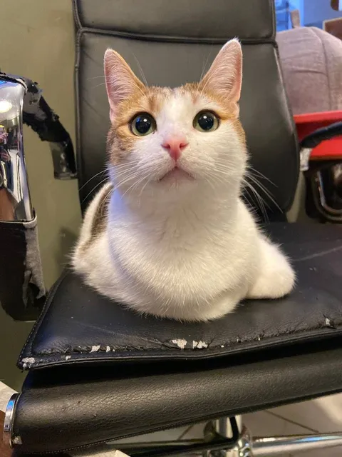 Кот Васяш из котокафе — фото 5