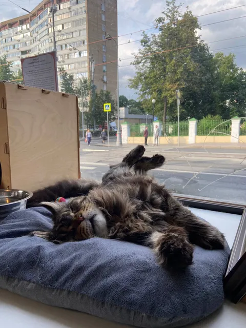 Кот Данила из котокафе — фото 8
