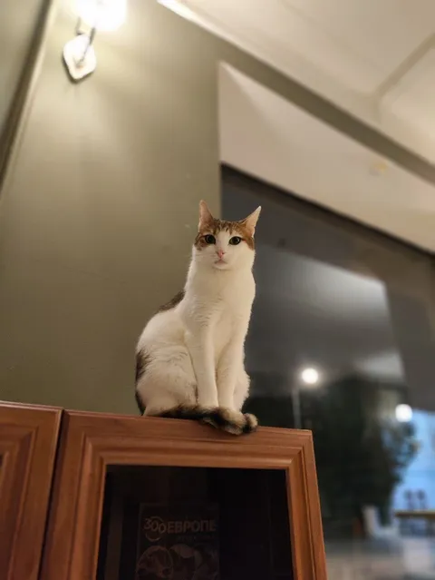 Кот Васяш из котокафе — фото 3