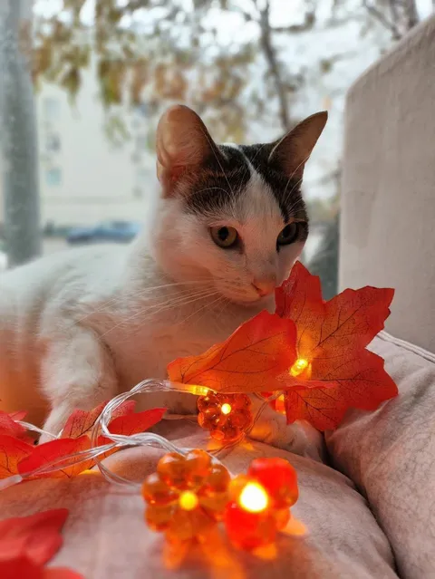 Кошка Тортик из котокафе — фото 5