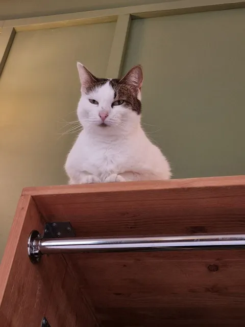 Кошка Тортик из котокафе — фото 4