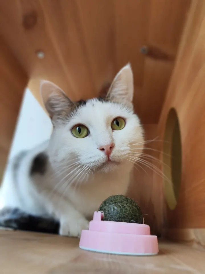 Кот Эшли из котокафе — ищет дом