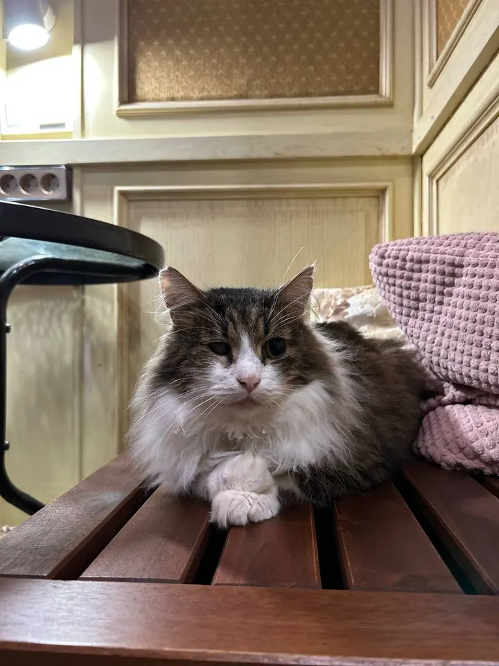Кот Савва из котокафе — ищет дом
