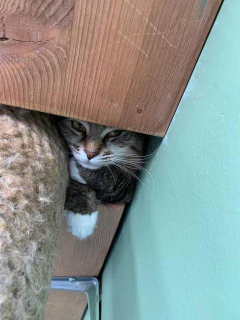 Кошка Бурка из котокафе — фото 3