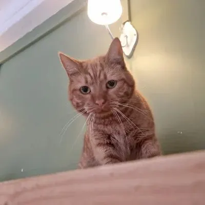 Кот Мандарин из котокафе — ищет дом