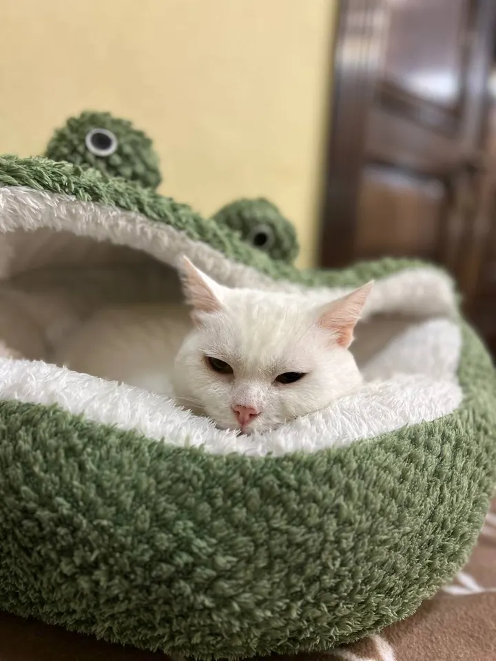 Кошка Сильвия из котокафе — ищет дом