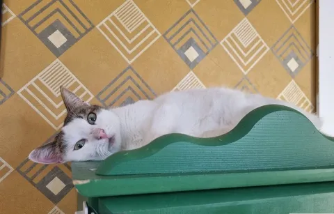 Кошка Тортик из котокафе — фото 9
