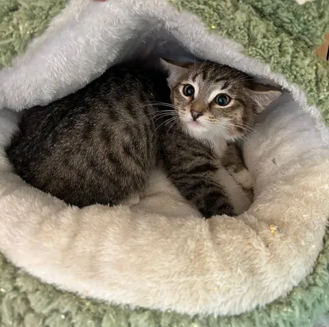 Кот Марс из котокафе — фото 2