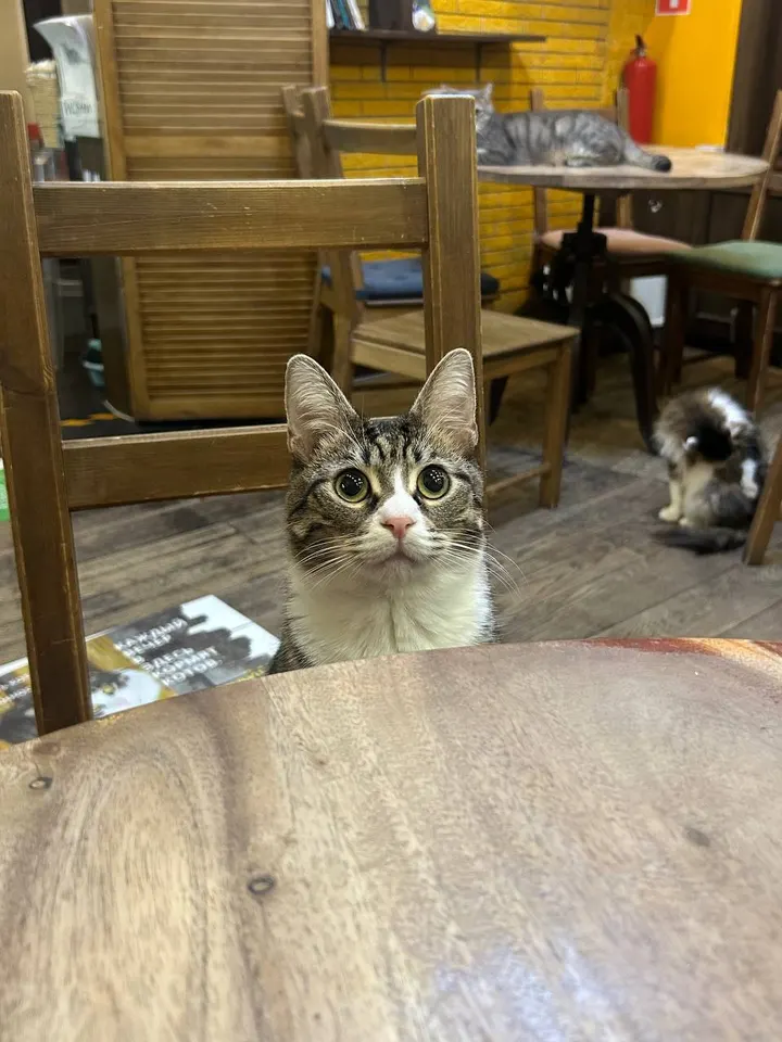 Кот Листик из котокафе — ищет дом