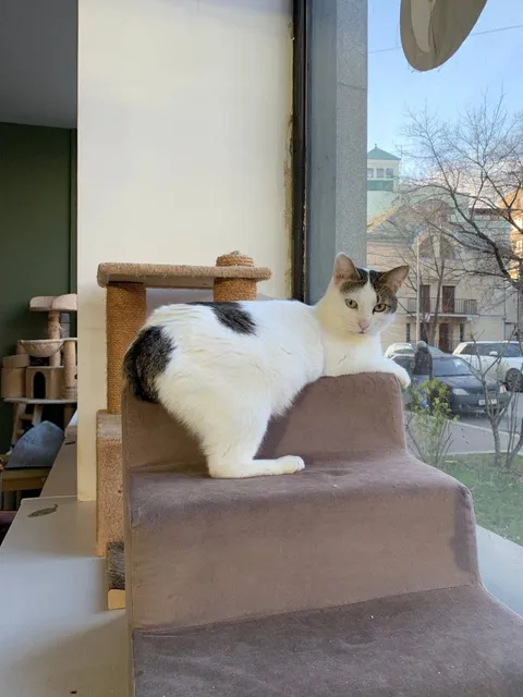 Кошка Тортик из котокафе — фото 8