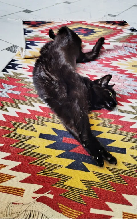 Кошка Стелла из котокафе — фото 9