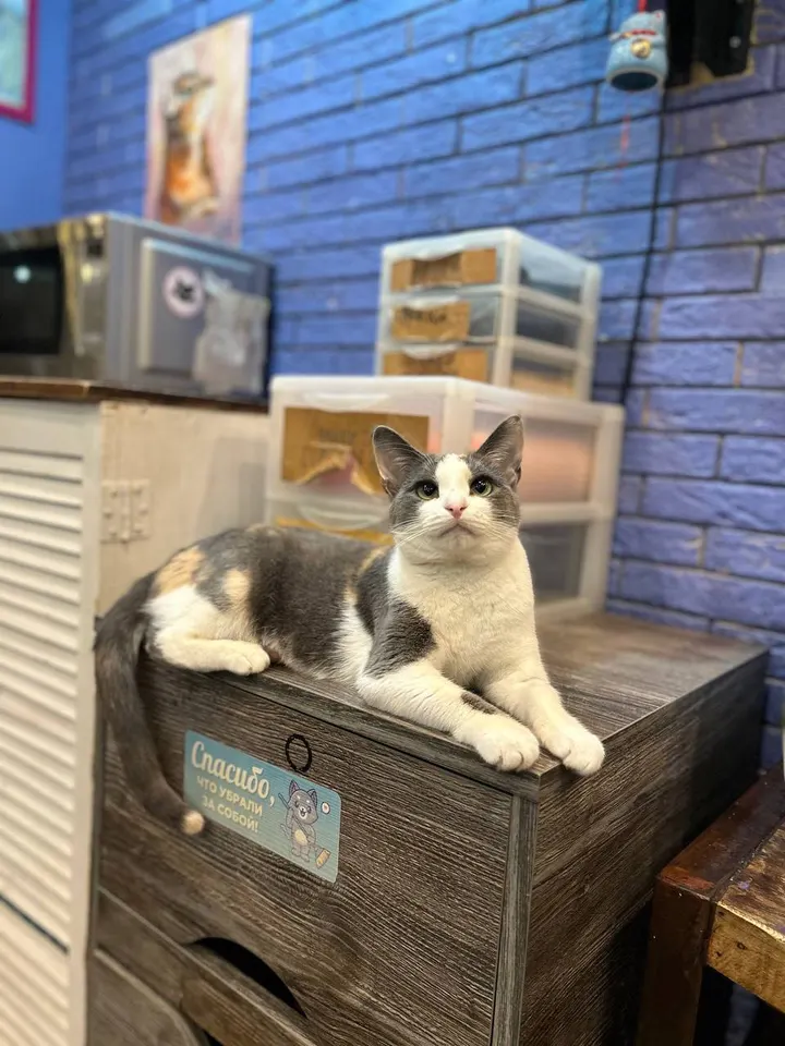 Кошка Пикси из котокафе — ищет дом
