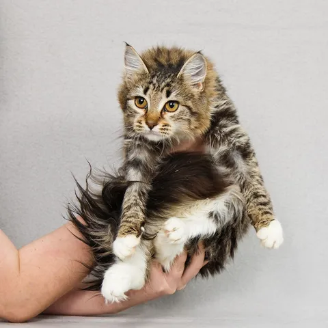 Кошка Бурка из котокафе — фото 6