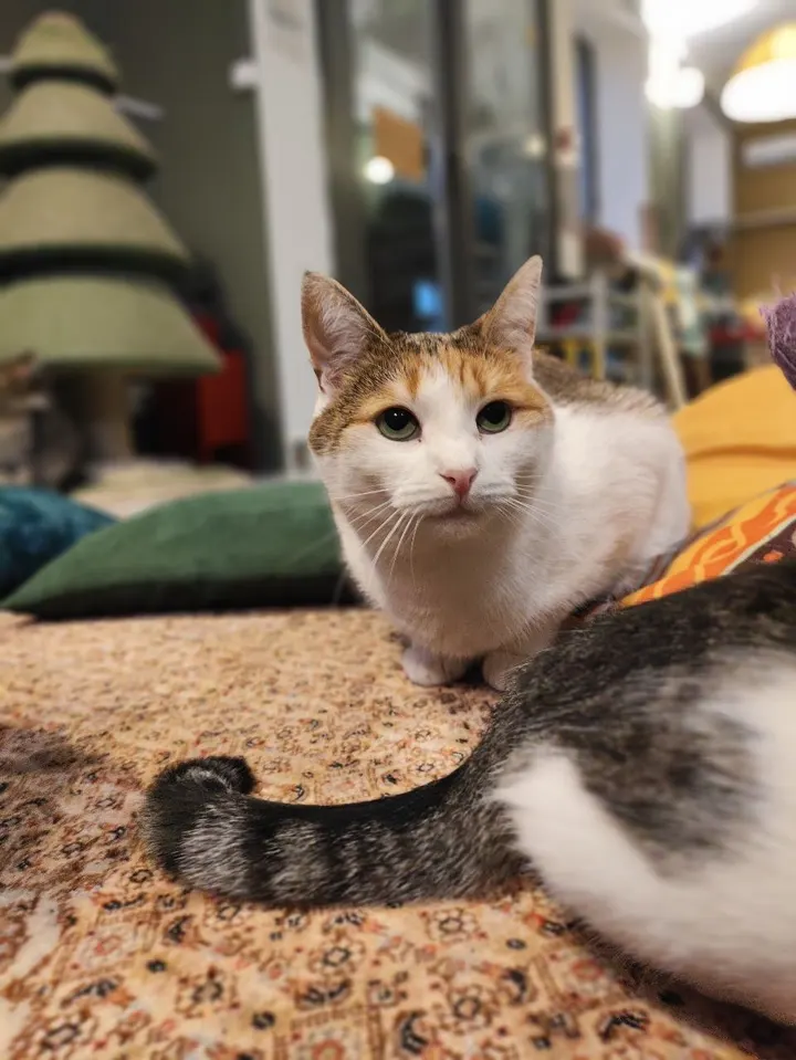 Кошка Буся из котокафе — ищет дом