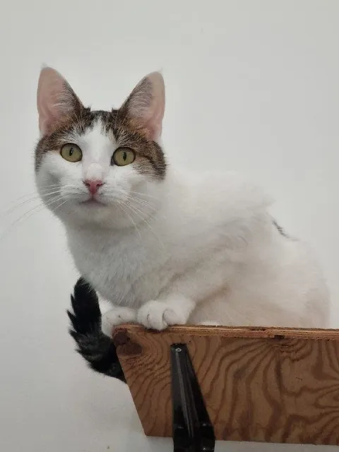 Кошка Стася из котокафе — фото 6