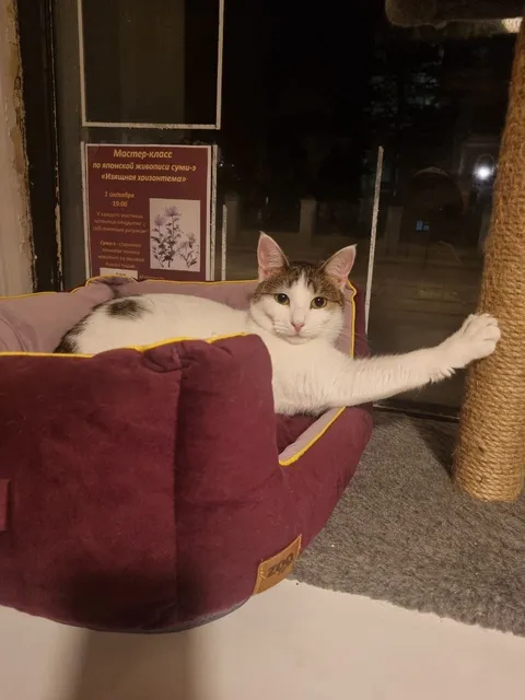 Кошка Стася из котокафе — фото 5