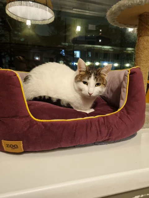 Кошка Стася из котокафе — фото 2