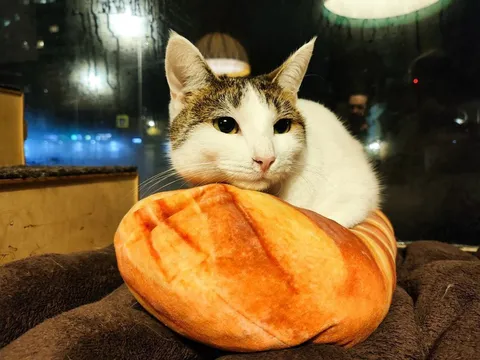 Кошка Стася из котокафе — фото 3