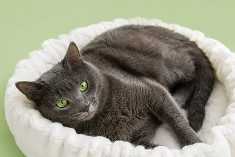 Кот Оскар из котокафе — фото 7