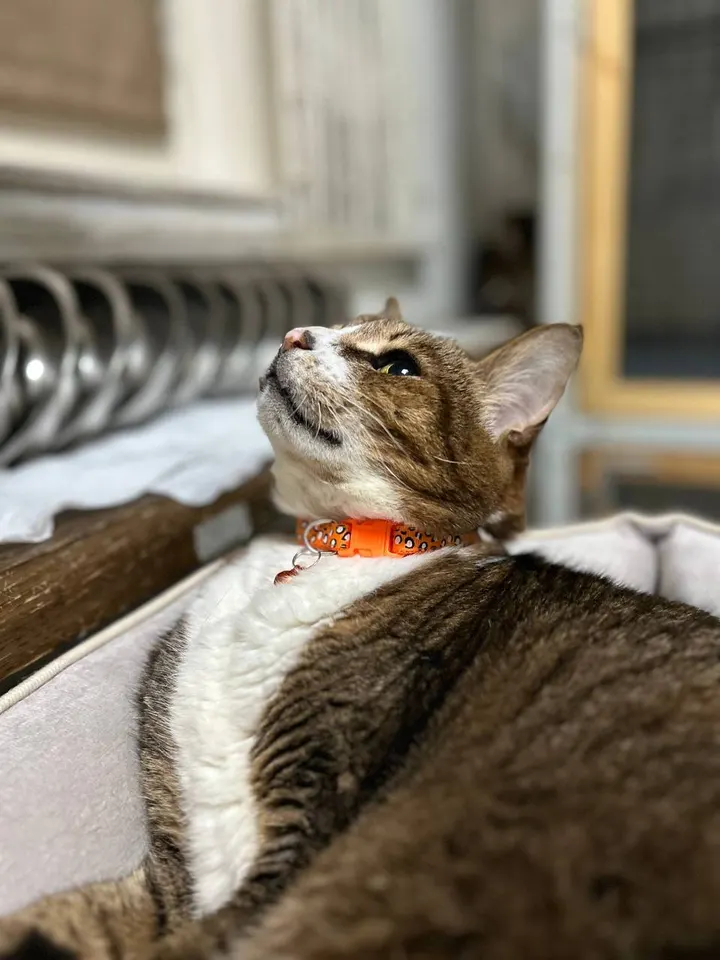 Кот Лорд из котокафе — ищет дом