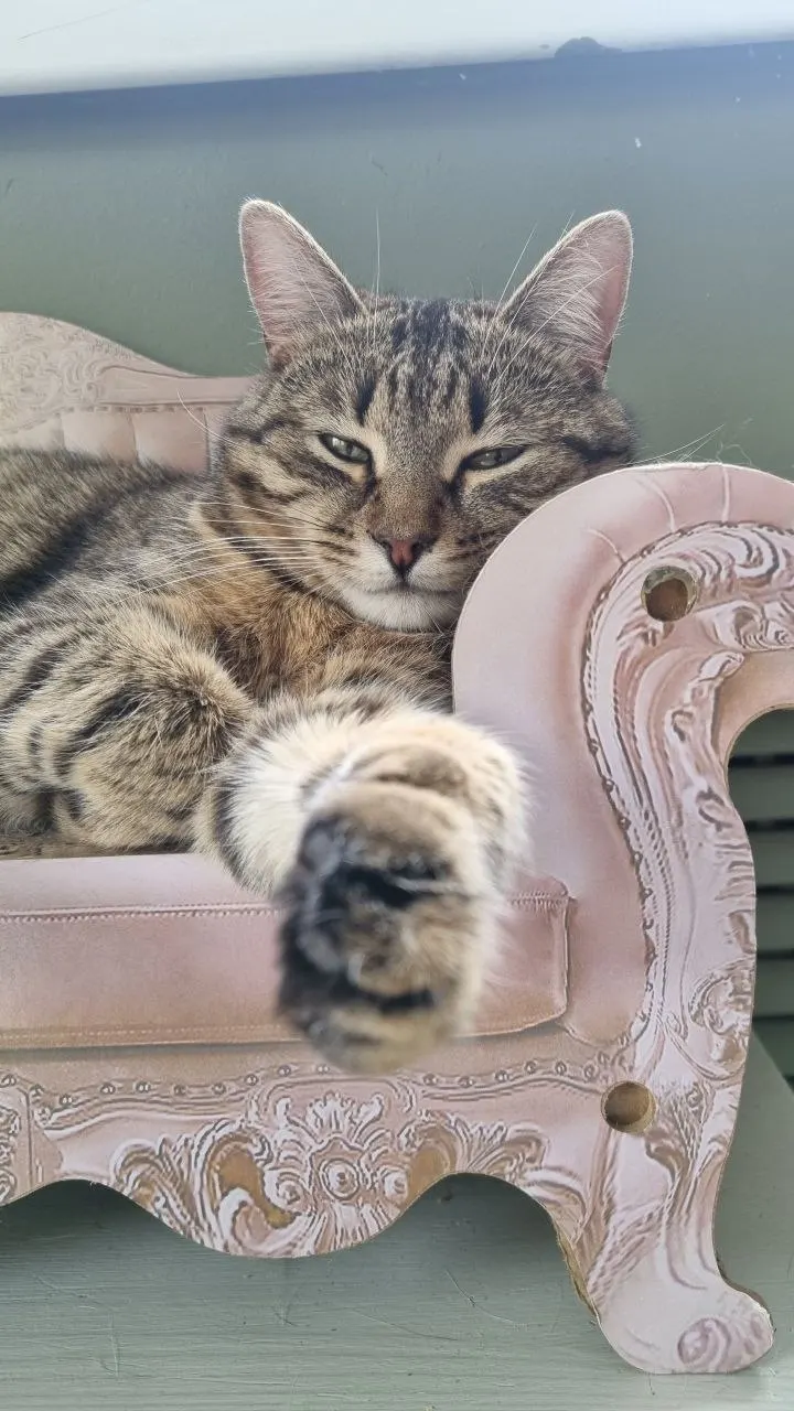 Кошка Яблоня из котокафе — ищет дом