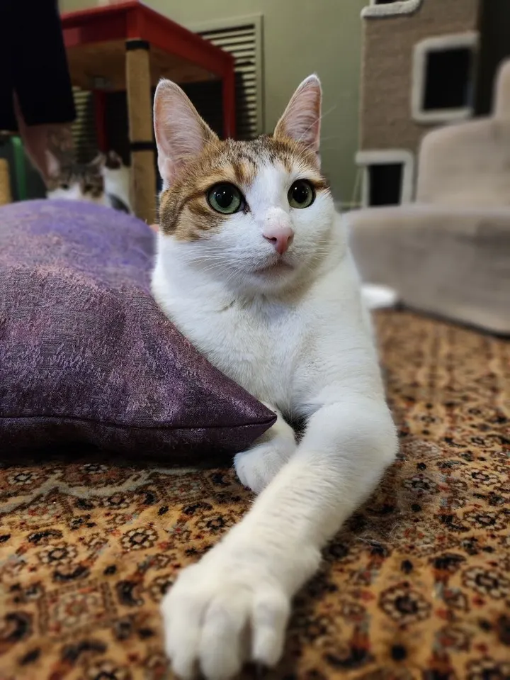 Кот Васяш из котокафе — ищет дом