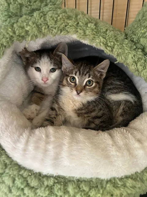 Кот Марс из котокафе — фото 5