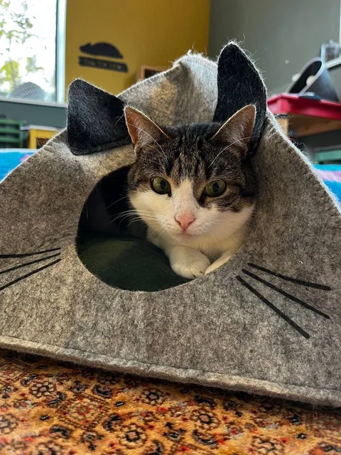 Кошка Машенька из котокафе — фото 9