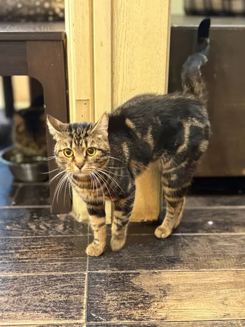 Кошка Буся из котокафе — фото 6