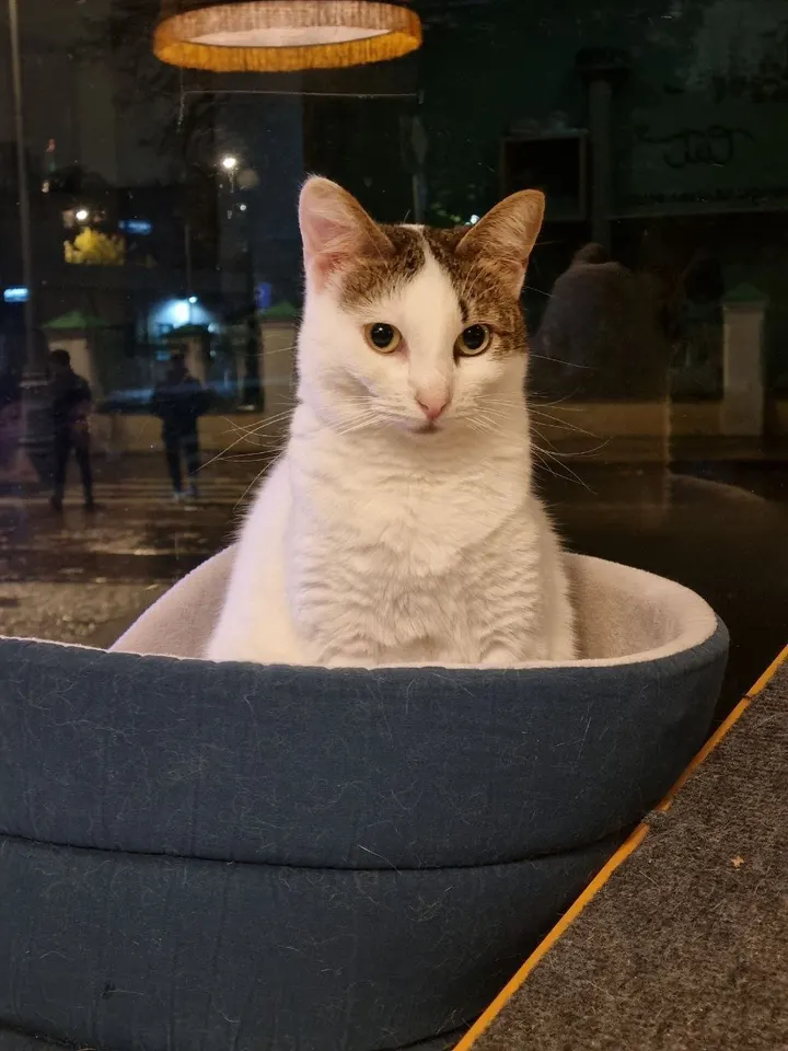 Кошка Тортик из котокафе — ищет дом