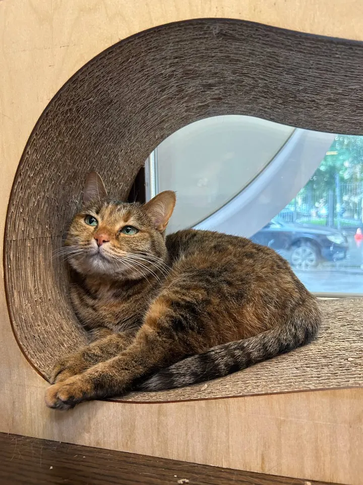 Кошка Малышка из котокафе — ищет дом