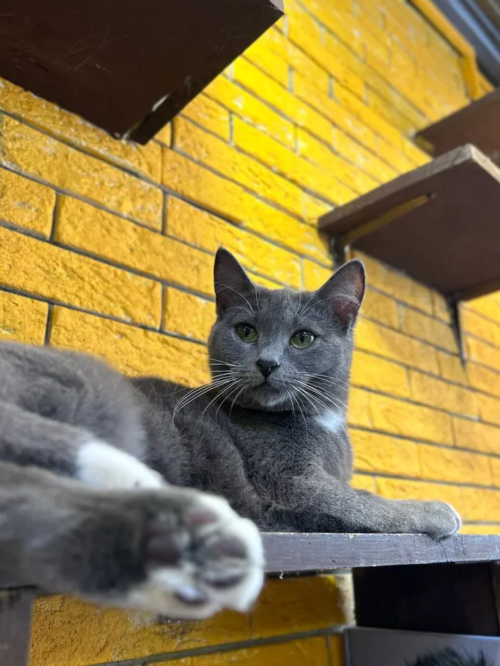 Кошка Дымка из котокафе — ищет дом