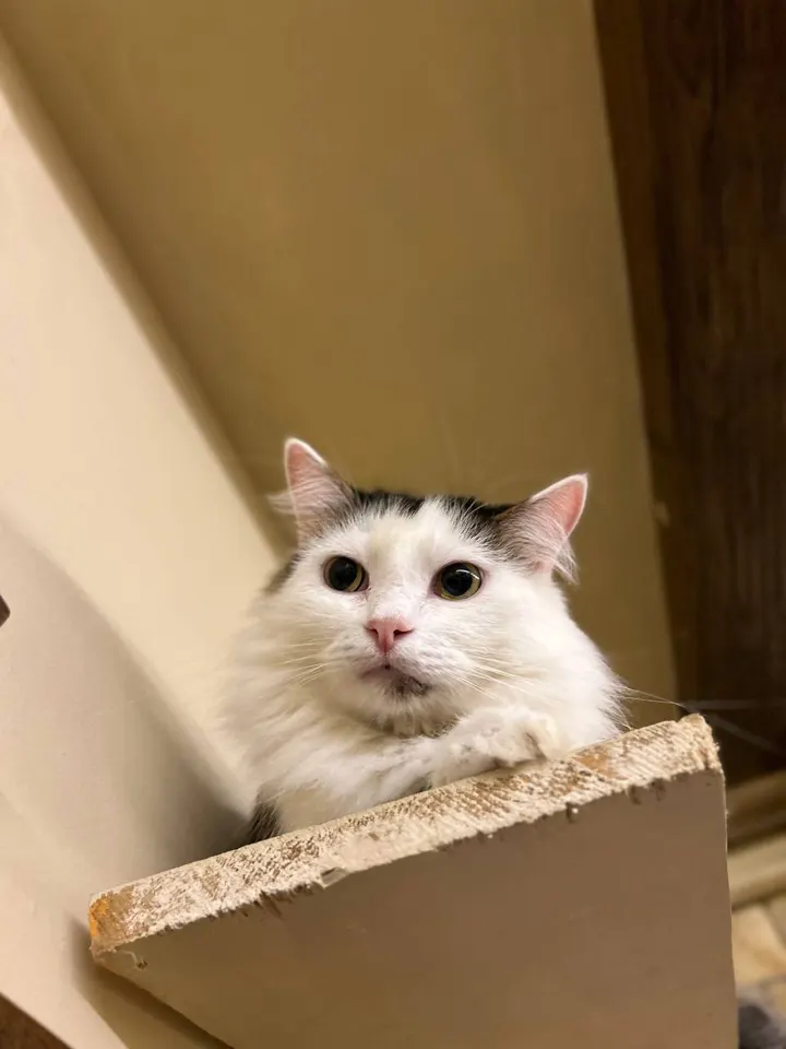 Кот Яша из котокафе — ищет дом