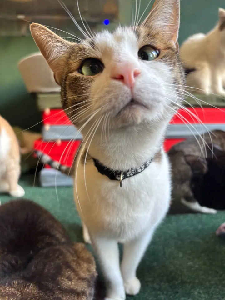 Кот Тюльпанчик из котокафе — ищет дом