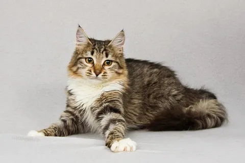 Кошка Бурка из котокафе — фото 2