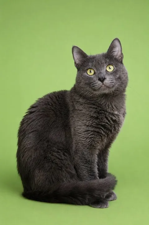 Кот Оскар из котокафе — фото 2