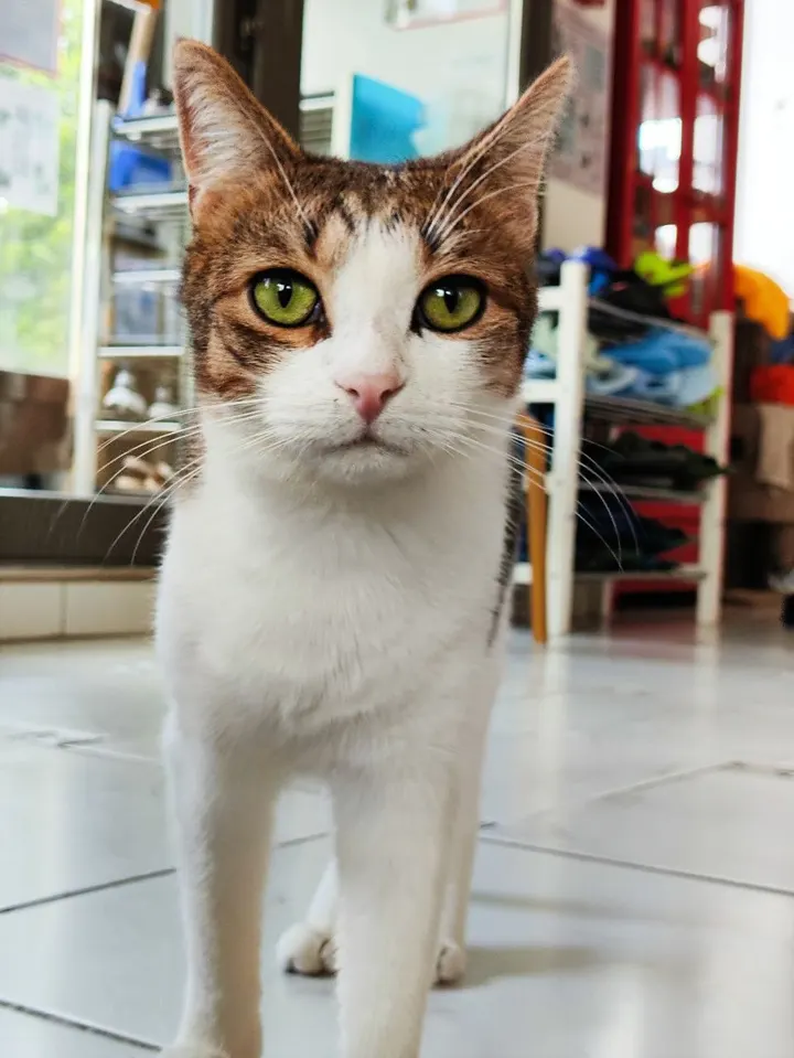 Кот Васятка из котокафе — ищет дом