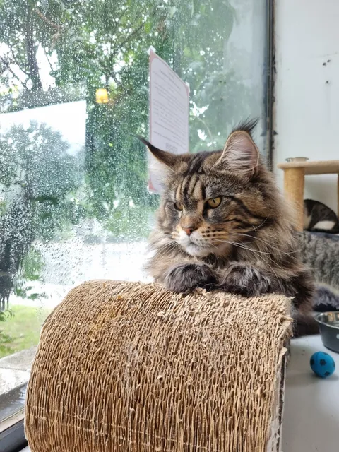 Кот Данила из котокафе — фото 4