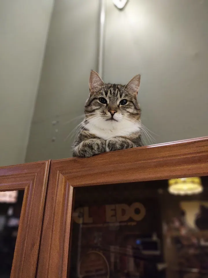 Кошка Настенька из котокафе — ищет дом