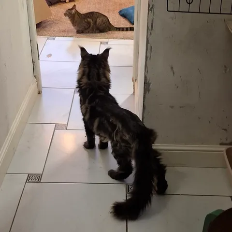 Кот Данила из котокафе — фото 5
