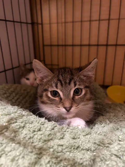 Кот Марс из котокафе — фото 3