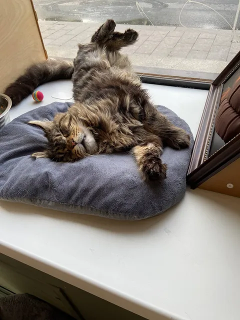 Кот Данила из котокафе — фото 7