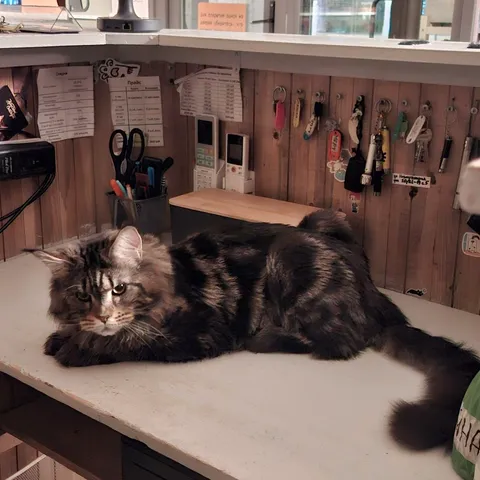 Кот Данила из котокафе — фото 3
