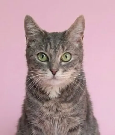 Кошка Майли из котокафе — фото 4