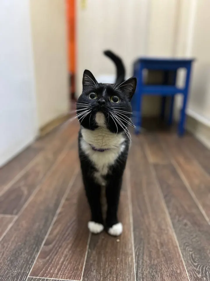 Кот Гелик из котокафе — ищет дом