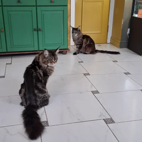 Кот Данила из котокафе — фото 6