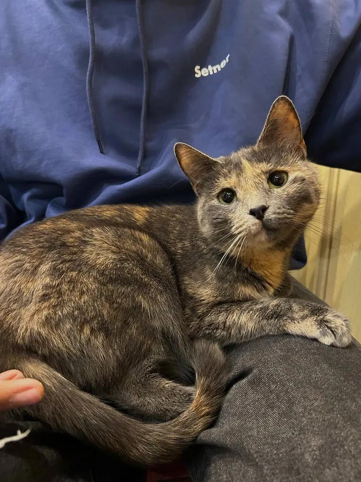 Кошка Лика из котокафе — ищет дом